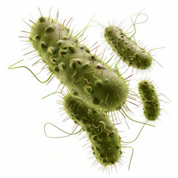 Rod shaped bacteria with pili and flagella are moving in white background - yliv