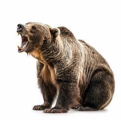 большой бурый медведь сидит и ревет на белом фоне - yliv