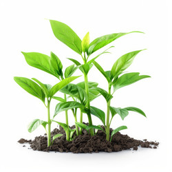 Group of young plants growing in soil - yliv