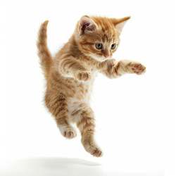 Playful ginger kitten jumping on white background - yliv