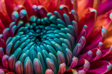 Macro closeup bright colored flower. Radiant chrysanthemum botanical blossoming petals. Generate ai - yliv