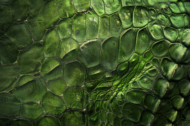 Close up view of reptile skin highlighting its unique texture and vibrant green color, creating a captivating natural pattern - yliv