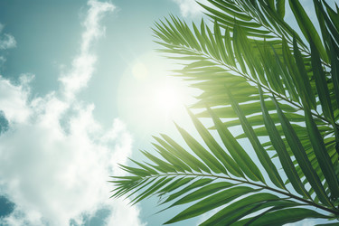 Palm tree leaves backlit by bright sun in tropical sky - yliv