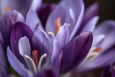 Purple crocus flowers closeup with orange stamens. Generate Ai - yliv
