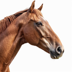 Chestnut horse posing on white background - yliv
