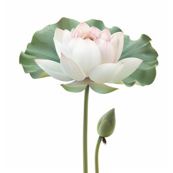 Blooming white lotus flower with green leaf and bud on white background - yliv