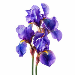 Purple iris flowers blooming on white background - yliv