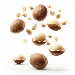 Macadamia nuts falling and rotating on white background - yliv