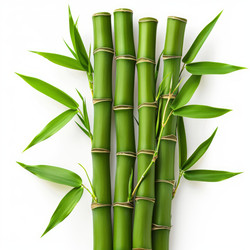 Бамбуковых стеблей, образующих ряд, с сочными зелеными листьями - yliv