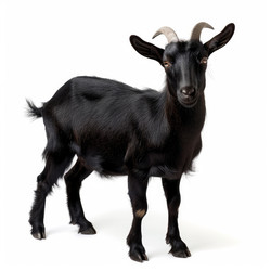 Black goat standing on white background - yliv