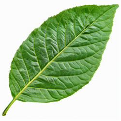 Single green leaf isolated showing veins structure - yliv