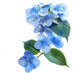 Light blue hydrangea flowers with green leaves blooming on white background - yliv