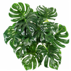 Vibrant green monstera leaves creating lush tropical ambiance - yliv