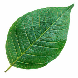 Single green leaf is laying on a white background - yliv