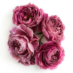 Close up of pink roses forming a stunning arrangement, capturing the delicate beauty and vibrant color of these exquisite flowers - yliv