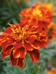 Бархатцы (тагетес, Tagetes) — ярко-оранжевые/красно-оранжевые махровые цветы с желтой серединой и каплями воды на лепестках, размытый зеленый фон (боке), макросъемка садовых цветов после дождя - Mihail_direct