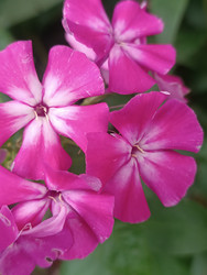 Флокс (Phlox) — ярко-розовые/пурпурные пятилепестковые цветы с белыми центрами («глазками»), макросъемка садовых многолетников на размытом зеленом фоне - Mihail_direct