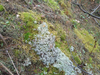 Белый/сероватый лишайник (кладония Cladonia) среди зеленого мха на лесном склоне — природное сообщество лишайников и мхов с травой и веточками, вид сверху, макросъемка лесной флоры - Mihail_direct