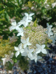 Белая кружевная гортензия (Hydrangea macrophylla f. Normalis) — крупные белые стерильные цветки по краям и мелкие фертильные бутоны в центре, макросъемка садового кустарника на ярком солнце - Mihail_direct