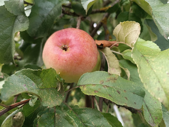 Яблоко на ветке яблони (Malus domestica) — розово-красный плод с желто-зелеными участками среди зеленых листьев, некоторые листья с признаками повреждений, макросъемка садового плодового дерева - Mihail_direct