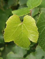 Лист винограда (Vitis vinifera) на просвет — съемка против солнца (backlit), видна структура жилок, зубчатые края, яркий светло-зеленый цвет, макросъемка виноградного листа - Mihail_direct