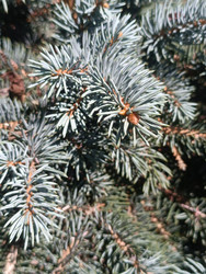 Ветви голубой ели (Picea pungens) с серебристо-голубой хвоей — макросъемка текстуры иголок декоративного хвойного дерева - Mihail_direct