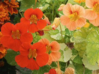 Настурция большая (Tropaeolum majus) — красные и персиковые цветы с характерными прожилками на лепестках и округлыми щитовидными листьями, садовое декоративное растение - Mihail_direct