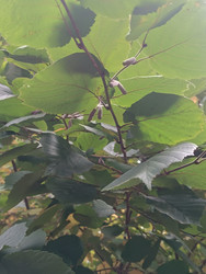Зеленые листья лещины (орешника, Corylus avellana) с характерной округлой формой и зубчатыми краями, темные пятна на листьях (следы болезни или повреждений), тонкие веточки, яркое солнечное освещение - Mihail_direct