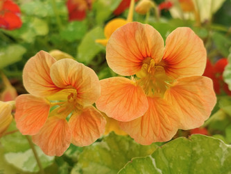 Настурция большая (Tropaeolum majus) — персиково-оранжевые цветы с характерными прожилками на лепестках и округлыми щитовидными листьями, садовое декоративное растение - Mihail_direct