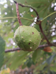 Плод конского каштана (Aesculus hippocastanum) — зеленый колючий околоплодник (коробочка) на ветке дерева, макросъемка городского или лесного дерева - Mihail_direct