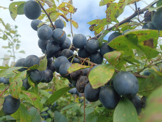 Плоды терна (Prunus spinosa) или сливы домашней (Prunus domestica) — темно-синие костянки с восковым налетом, растущие гроздьями на ветке с зелеными листьями, осенний урожай косточковых - Mihail_direct