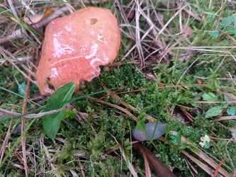 Масленок (Suillus) — съедобный трубчатый гриб с оранжево-коричневой слизистой (липкой) шляпкой, растущий во мху среди травы, хвои и листьев, рядом слизень, макросъемка лесного гриба - Mihail_direct