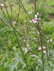 Вербена лекарственная (Verbena officinalis) или вербена колосистая (Verbena hastata) — дикорастущее/лекарственное растение с мелкими розово-фиолетовыми цветками на тонких стеблях, размытый зеленый фон, макросъемка - Mihail_direct