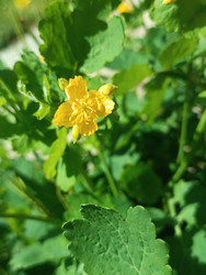 Чистотел большой (Chelidonium majus) — ярко-желтый цветок с четырьмя лепестками и множеством тычинок в центре, лопастные зеленые листья с зубчатыми краями, лекарственное растение семейства Маковые, макросъемка - Mihail_direct