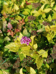 Спирея японская (Spiraea japonica) с розово-пурпурными щитковидными соцветиями и золотисто-желтыми зубчатыми листьями — садовый декоративный кустарник семейства Розоцветные - Mihail_direct
