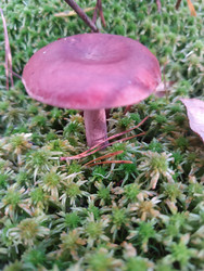 Розово-фиолетовый гриб (вероятно, мицена Mycena) с выпуклой гладкой шляпкой и тонкой ножкой, растущий в густом зеленом мху (сфагнуме) — макросъемка лесного гриба - Mihail_direct
