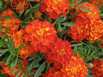 Бархатцы (Tagetes patula или Tagetes erecta) — яркие оранжево-красные цветы с гофрированными лепестками и желтыми вкраплениями, перисто-рассеченные темно-зеленые листья, садовые однолетники, макросъемка - Mihail_direct