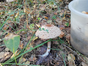 Гриб-зонтик пестрый (Macrolepiota procera) — съедобный деликатесный гриб - bykgeniy