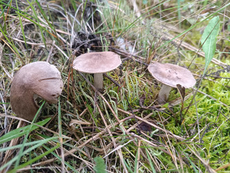 Группа мелких серо-коричневых лесных грибов (вероятно, волоконница Inocybe или гебелома Hebeloma) в траве и мху — макросъемка лесных грибов на лесной подстилке - Mihail_direct