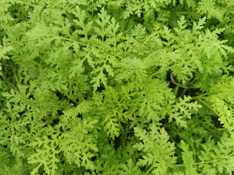 Фацелия (Phacelia tanacetifolia) — медоносное растение с тонко рассеченными перистыми листьями, ярко-зеленая ажурная листва, вид сверху - Mihail_direct