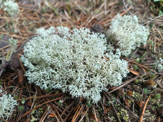 Ягель (олений мох, Cladonia rangiferina) — кустистый лишайник с серовато-белой ажурной текстурой и ветвящимися нитями, растущий на лесной подстилке среди сосновой хвои и мха - Mihail_direct