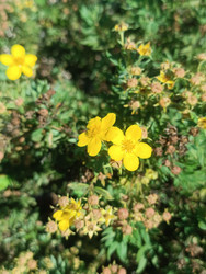 Лапчатка кустарниковая (Potentilla fruticosa, курильский чай) — ярко-желтые цветы с пятью лепестками на кустарнике с рассеченными листьями, садовое декоративное растение с засохшими цветками и семенными коробочками - Mihail_direct