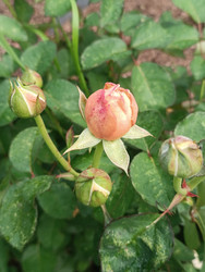 Бутоны розы (Rosa) персиково-розового цвета на разных стадиях развития — центральный бутон начинает раскрываться, зеленые нераскрывшиеся бутоны и темно-зеленые листья садовой розы - Mihail_direct