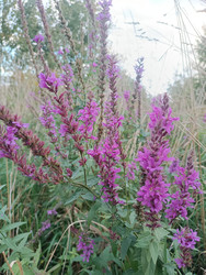 Дербенник иволистный (Lythrum salicaria) — фиолетово-розовые колосовидные соцветия, растущие среди трав на влажном месте, макросъемка дикорастущего влаголюбивого растения - Mihail_direct