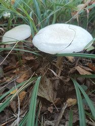 Два белых гриба (вероятно, шампиньон полевой Agaricus campestris или энтолома Entoloma) с плоскими шляпками, растущих среди зеленой травы и опавших листьев — макросъемка полевых грибов - Mihail_direct