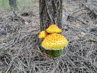 Чешуйчатка золотистая (Pholiota aurivella) - bykgeniy