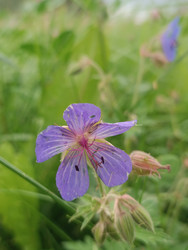 Герань луговая (Geranium pratense) — фиолетово-синий пятилепестковый цветок с розовыми тычинками и заметными прожилками на лепестках, дикорастущее растение, на заднем плане семенные коробочки, макросъемка - Mihail_direct