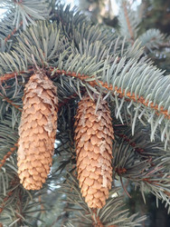 Ветвь ели (Picea pungens или Picea abies) с двумя молодыми шишками — голубовато-серые иголки и светло-коричневые шишки с чешуйчатой текстурой, макросъемка хвойного дерева - Mihail_direct