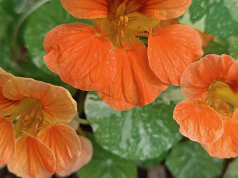Настурция большая (Tropaeolum majus) — ярко-оранжевые цветы с желтой серединкой и округлыми щитовидными листьями, садовое декоративное растение, макросъемка - Mihail_direct