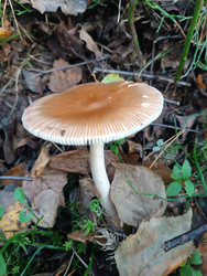 Поплавок серый (Amanita vaginata) — пластинчатый гриб с коричневой гладкой шляпкой с радиальными бороздками, белыми частыми пластинками и белой ножкой без кольца, растущий среди опавших листьев — макросъемка лесного гриба - Mihail_direct
